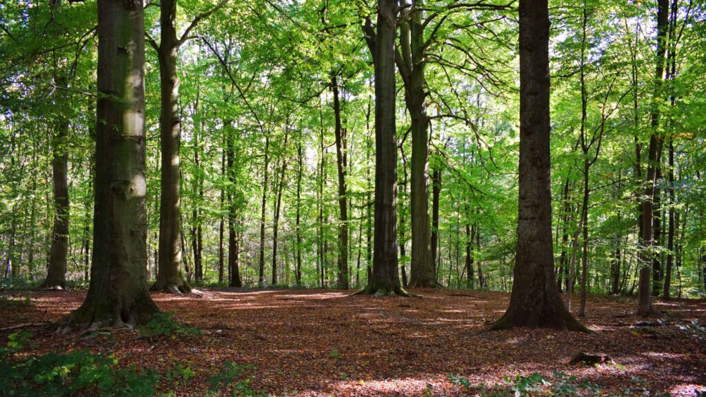 Nem csak a Natura 2000 erdőterületek lesznek támogatottak, hanem a védett vagy fokozottan védett erdők is