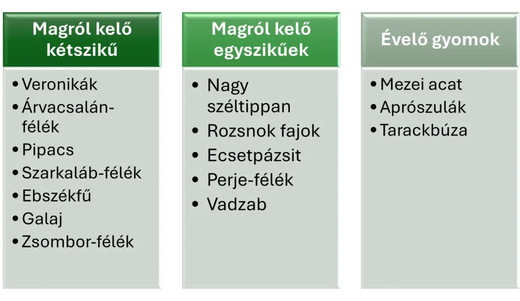 Tavaszi gyomirtás során ezekkel a növényekkel találkozhatunk a lginkább. Azonban szinte mindegyik növényre más és más készítményt kell választanunk