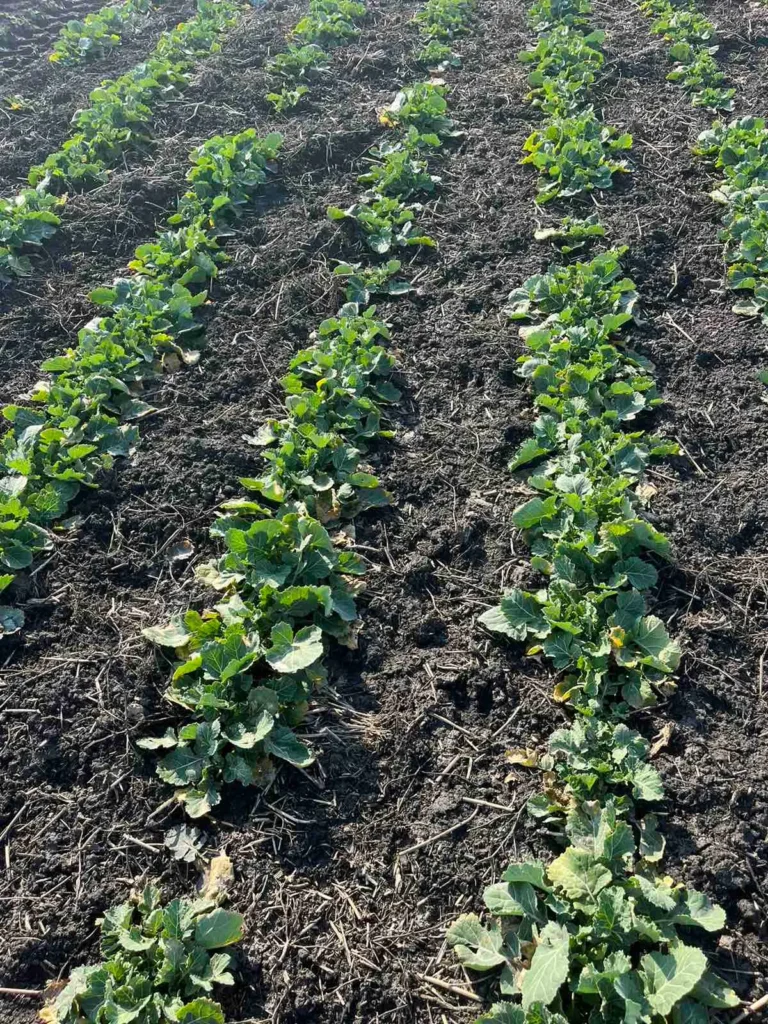 Az ősszel gyomirtott repce szinte gyom nélkül kezdi meg a tavaszi fejlődést, de ha mégis elmardt vagy nem sikerült jól az őszi gyomirtás akkor tavasszal kel felvenni a kesztyűt a gyomnövényekkel