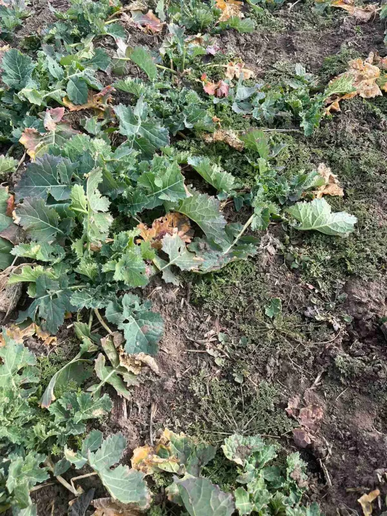 Gyomosodott repcében kötelező a kora tavaszi gyomirtás, hiszen ha megtörténik a sorzáródás akkor már a gyomirtó szerek sem tudnak a célnövényre érkezni. Ezért hatásuk mérsékelt lesz