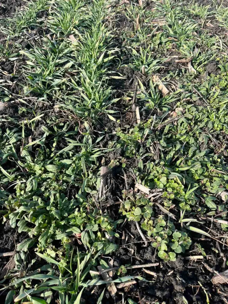 Kalászosok esetében a T1-T2 gyomnövények okoznak igazi fejtörést kora tavasszal. A gyomnyomásunkat viszont ismernünk kell ahhoz, hogy sikeres növényvédelmi programot állítsunk össze.