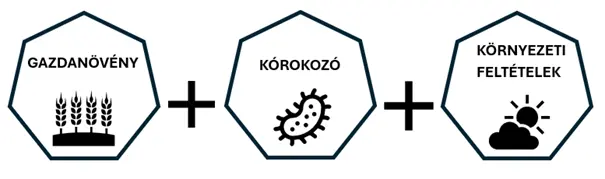 A gombabetegségekhez három feltételnek kell teljesülnie. Megfelelő gazdanövénynek kell jelen lennie a megfelelő őt károsító kórokozónak kell jelen lennie illetve a megfelelő környezeti feltételeknek is fenn kell állnia a fertőzés bekövetkezéséért.