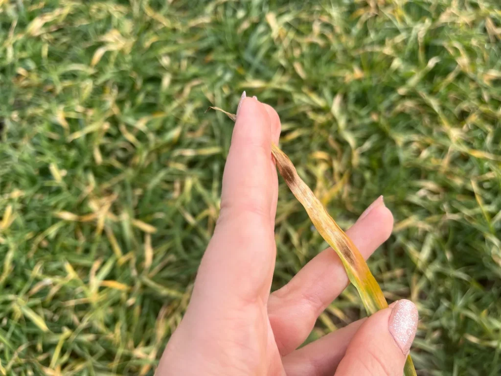 A kalászosok lombvédelme talán az egyik legfontosabb feladat a termésbiztonság érdekében