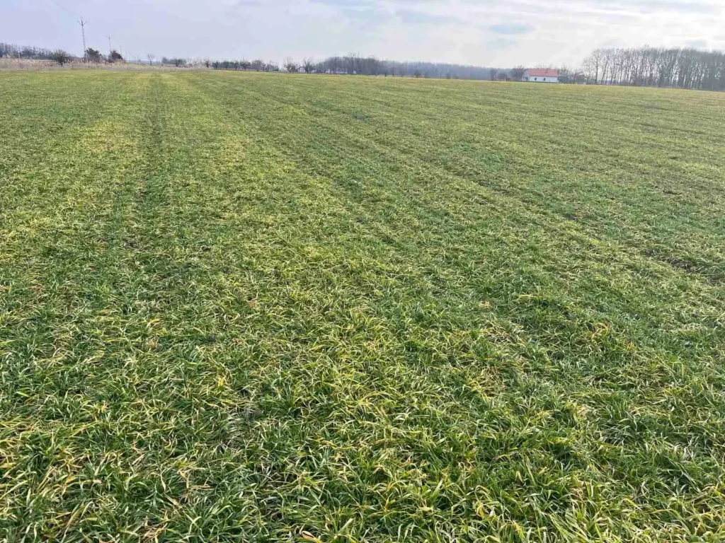 Tavaszra nem mindig a nitrogén okoz sárgulást a növényeinkben. Előfordulhat, hogy egy korai gombás fertőzés okozza a problémát amire nem lesz megoldas a tavaszi fejtrágyázás