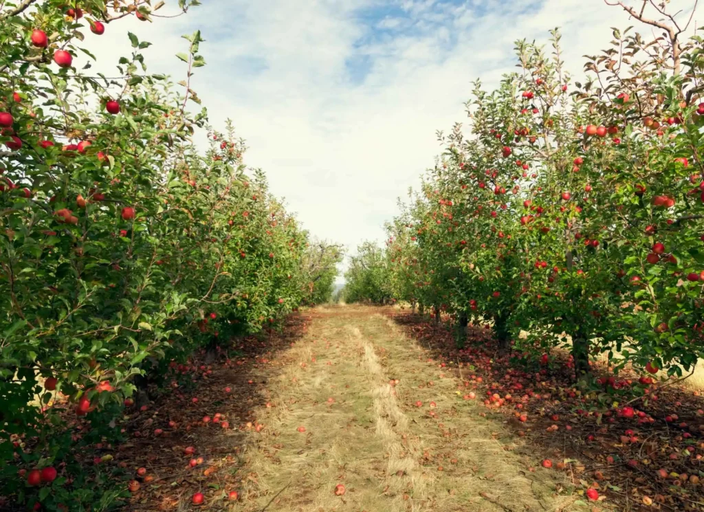 Termeléshez kötött támogatások igen szerves részét képezik az ültetvények támogatási rendszerében, de milyen kritériumoknak kell megfelelni?