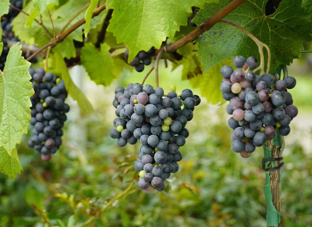 Folytatódnak a helyszíni ellenőrzések, fontos hogy ne csak a terepen feleljünk meg az ellenőröknek, hanem az iróasztal mögött is