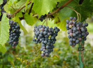 Folytatódnak a helyszíni ellenőrzések, fontos hogy ne csak a terepen feleljünk meg az ellenőröknek, hanem az iróasztal mögött is