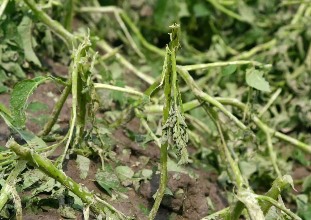 Ahhoz, hogy a teljes kárenyhítéshez hozzájuss szükséges a káresemény előtt már rendelkezned mezőgazdasági biztosítással