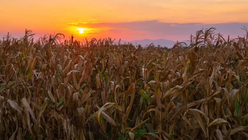 2026-os alaptámogatás és Agro-ökológiai Program előlegösszegei